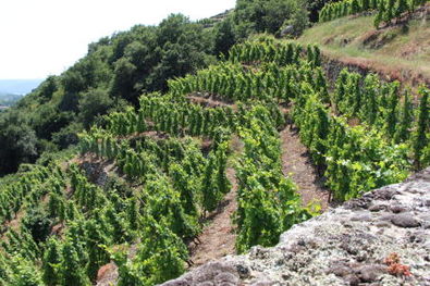 Francois Merlin Vineyard in Condrieu